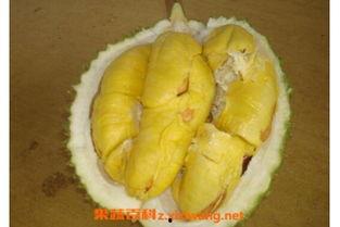 榴莲催熟爆料方法视频,视频揭秘神奇催熟方法  第3张